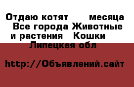 Отдаю котят. 1,5 месяца - Все города Животные и растения » Кошки   . Липецкая обл.